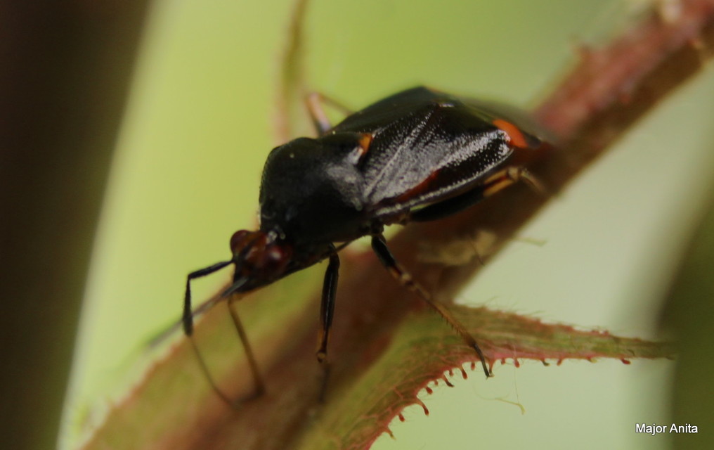 Deraeocoris ruber - vöröses mezeipoloska