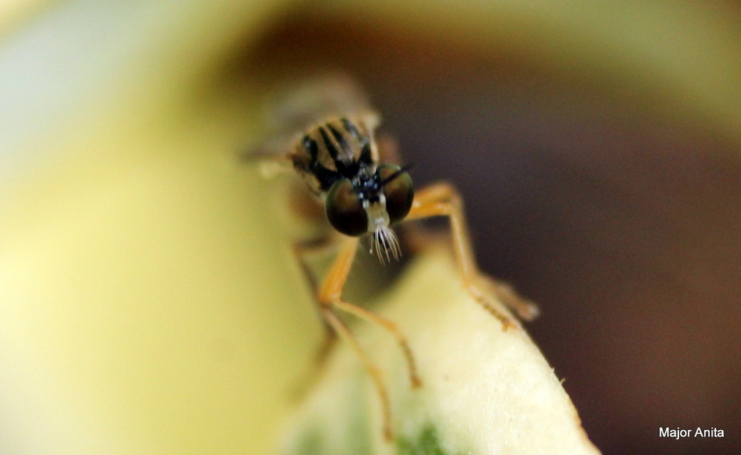 Dioctria linearis - karcsú héjalégy