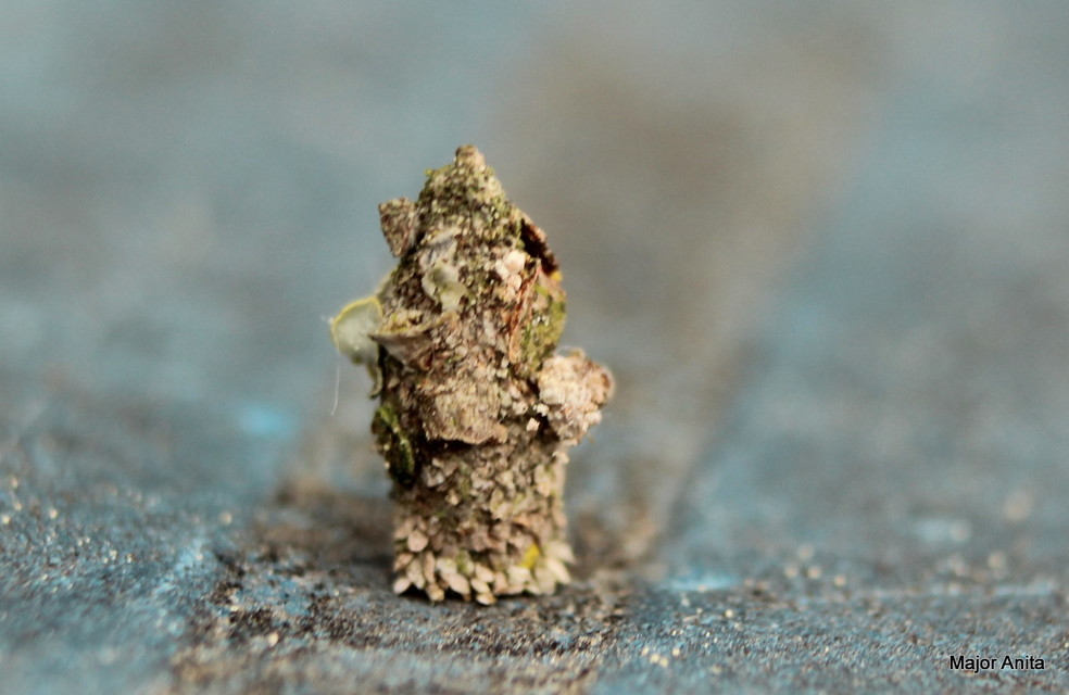 Bacotia claustrella - zuzmóevő zsákhordólepke