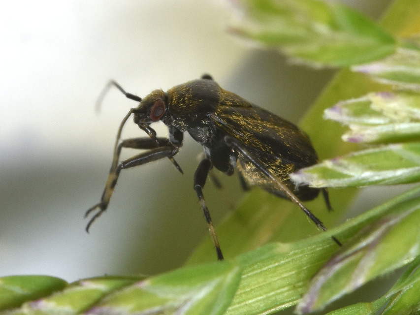 Polymerus holosericeus Polymerus holosericeus