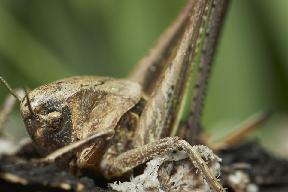 Decticus verrucivorus - szemölcsevő szöcske