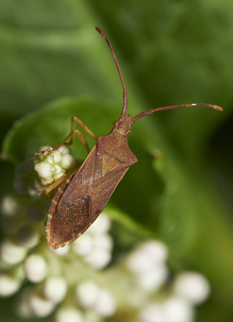 Gonocerus acuteangulatus - aranypetés karimáspoloska