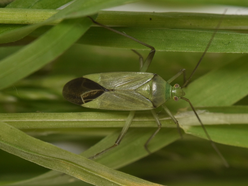 Calocoris affinis