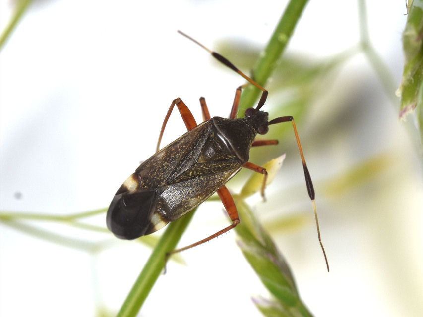 Closterotomus biclavatus - aranyszőrű mezeipoloska
