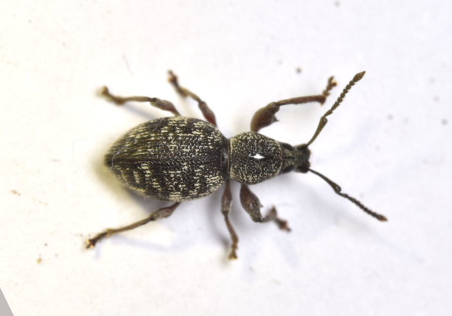 Otiorhynchus fullo - aranypikkelyes gyalogormányos