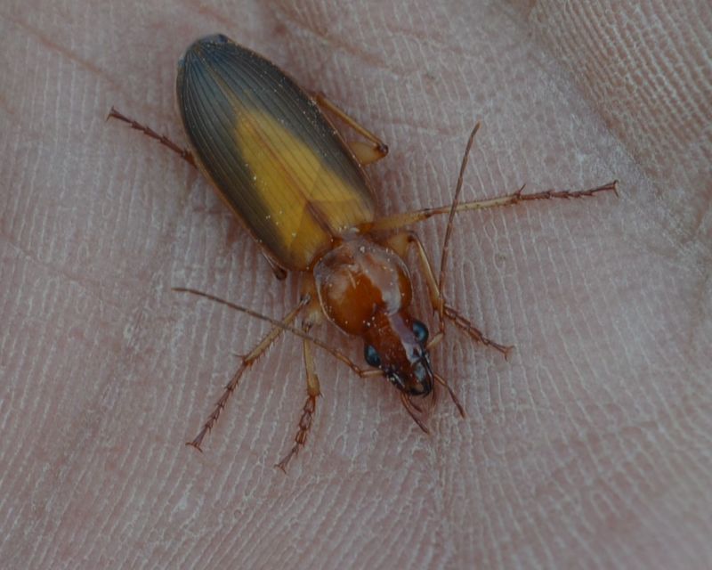 Dolichus halensis - hantfutó