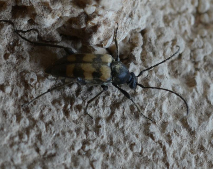 Pachytodes erraticus - rajzos virágcincér