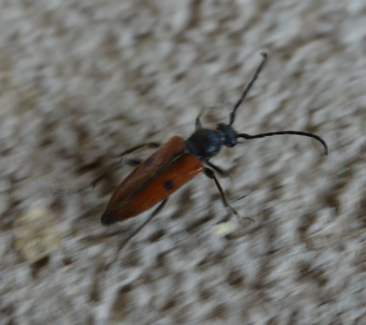 Vadonia unipunctata - kétpettyes virágcincér