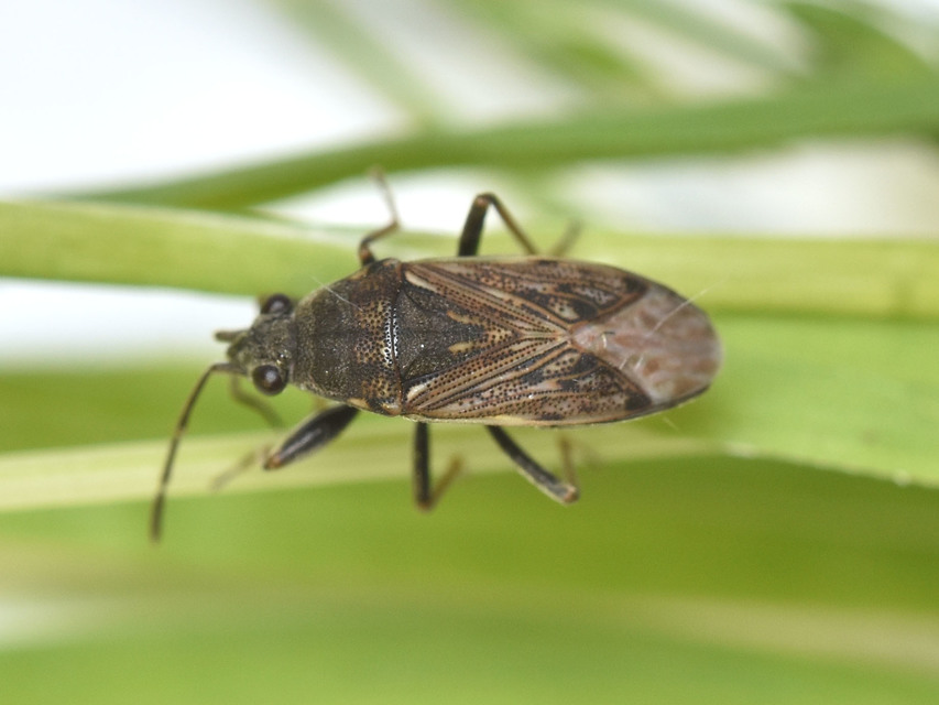 Peritrechus gracilicornis - vékonycsápú feketésbodobács