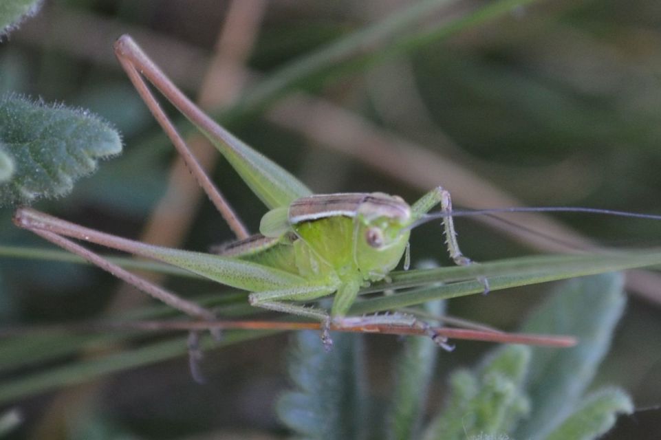 Bicolorana bicolor - halványzöld rétiszöcske