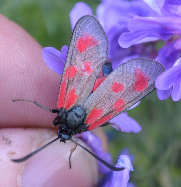 Zygaena loti - közönséges csüngőlepke