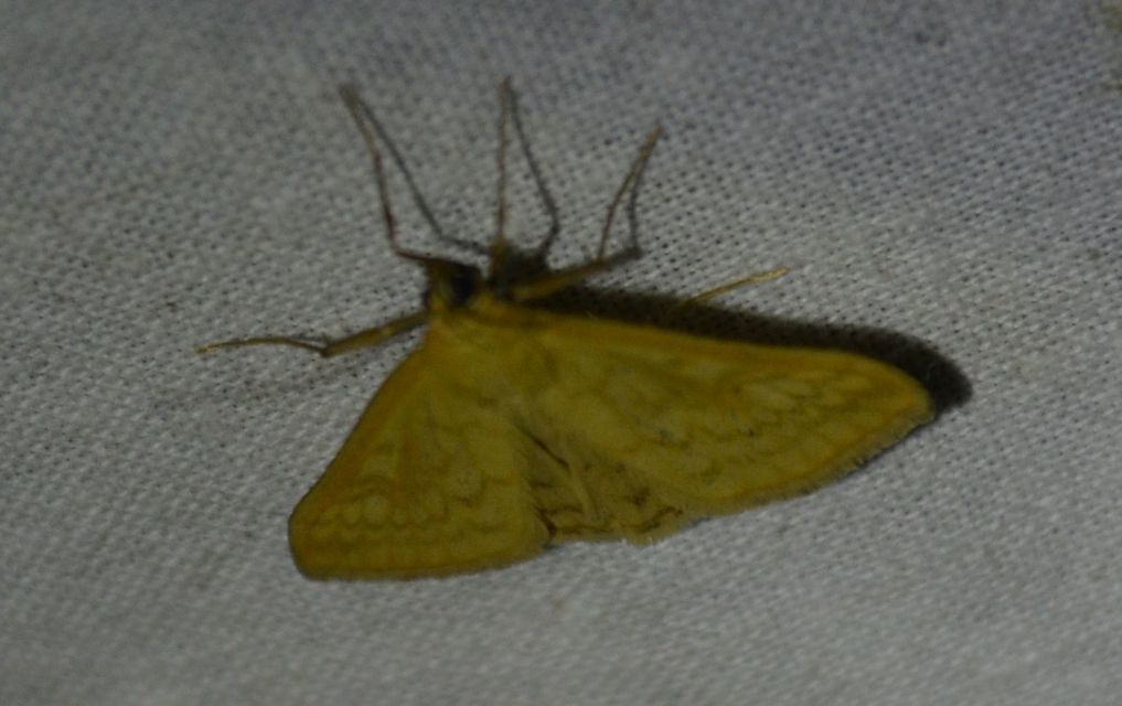 Sitochroa verticalis - világossárga dudvamoly
