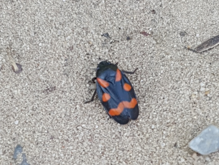 Cercopis arcuata/sanguinolenta