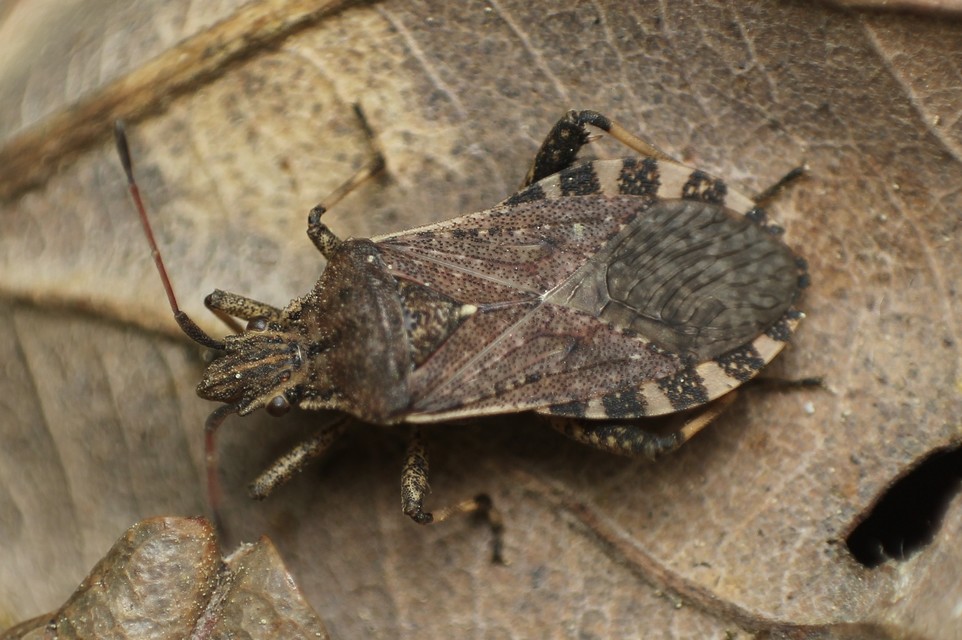 Ceraleptus gracilicornis - tüskéslábú karimáspoloska