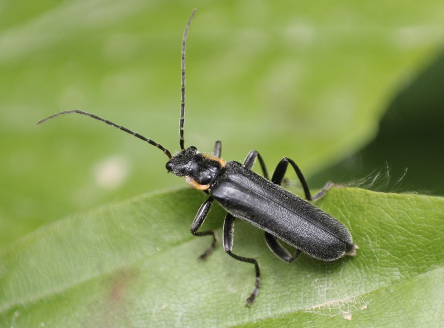 Cantharis paradoxa