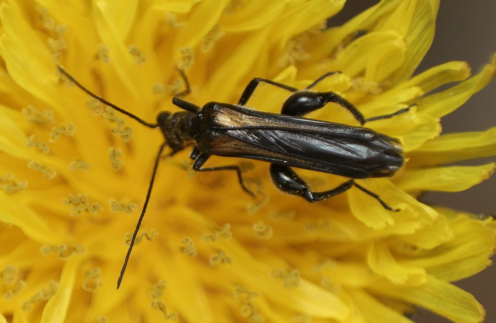 Oedemera pthysica - feketeszegélyű álcincér