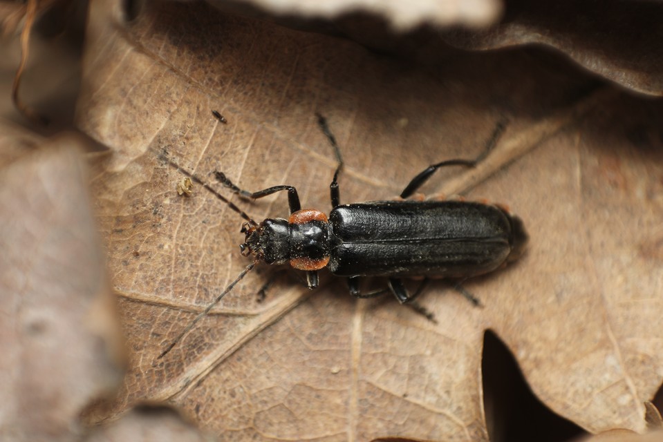 Cantharis paradoxa