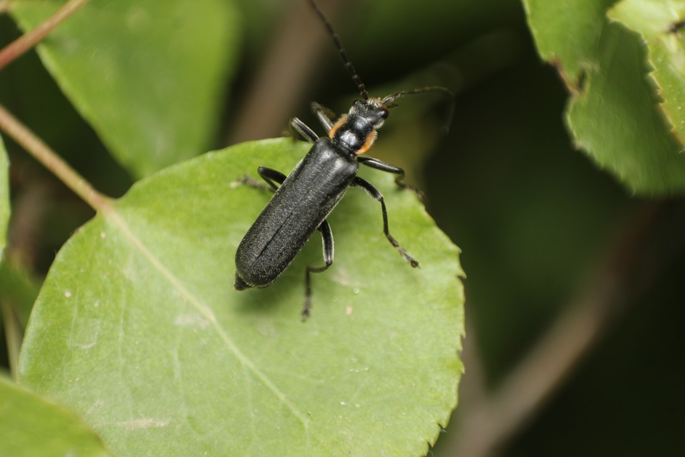 Cantharis obscura - sötét lágybogár