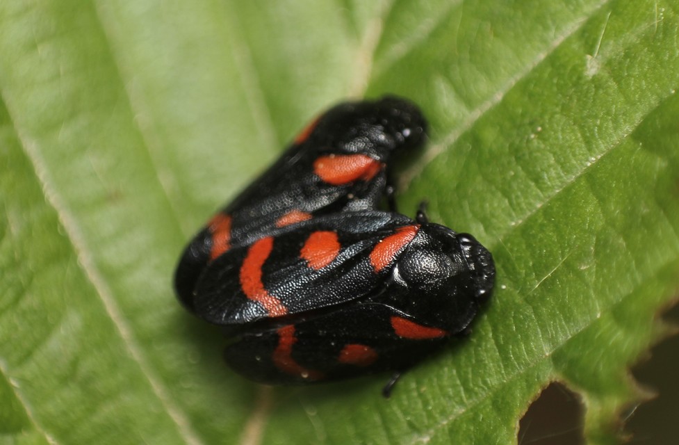 Cercopis arcuata/sanguinolenta