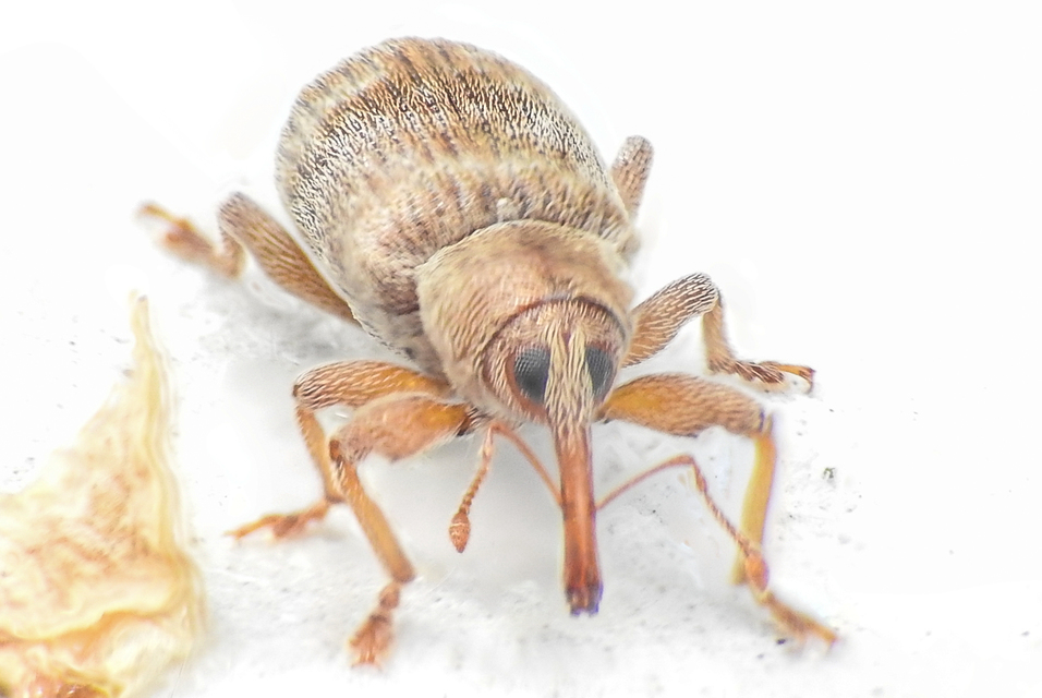 Dorytomus villosulus - sárgás hangormányos