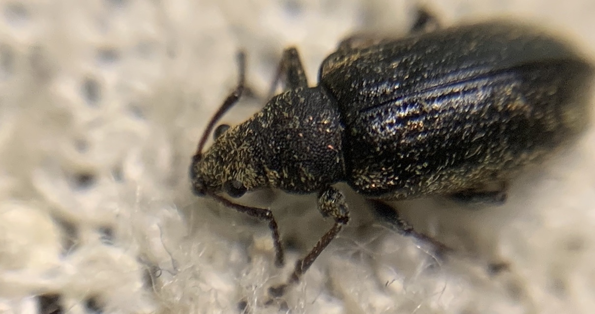 Phyllobius pyri - gyümölcsfa-levélormányos