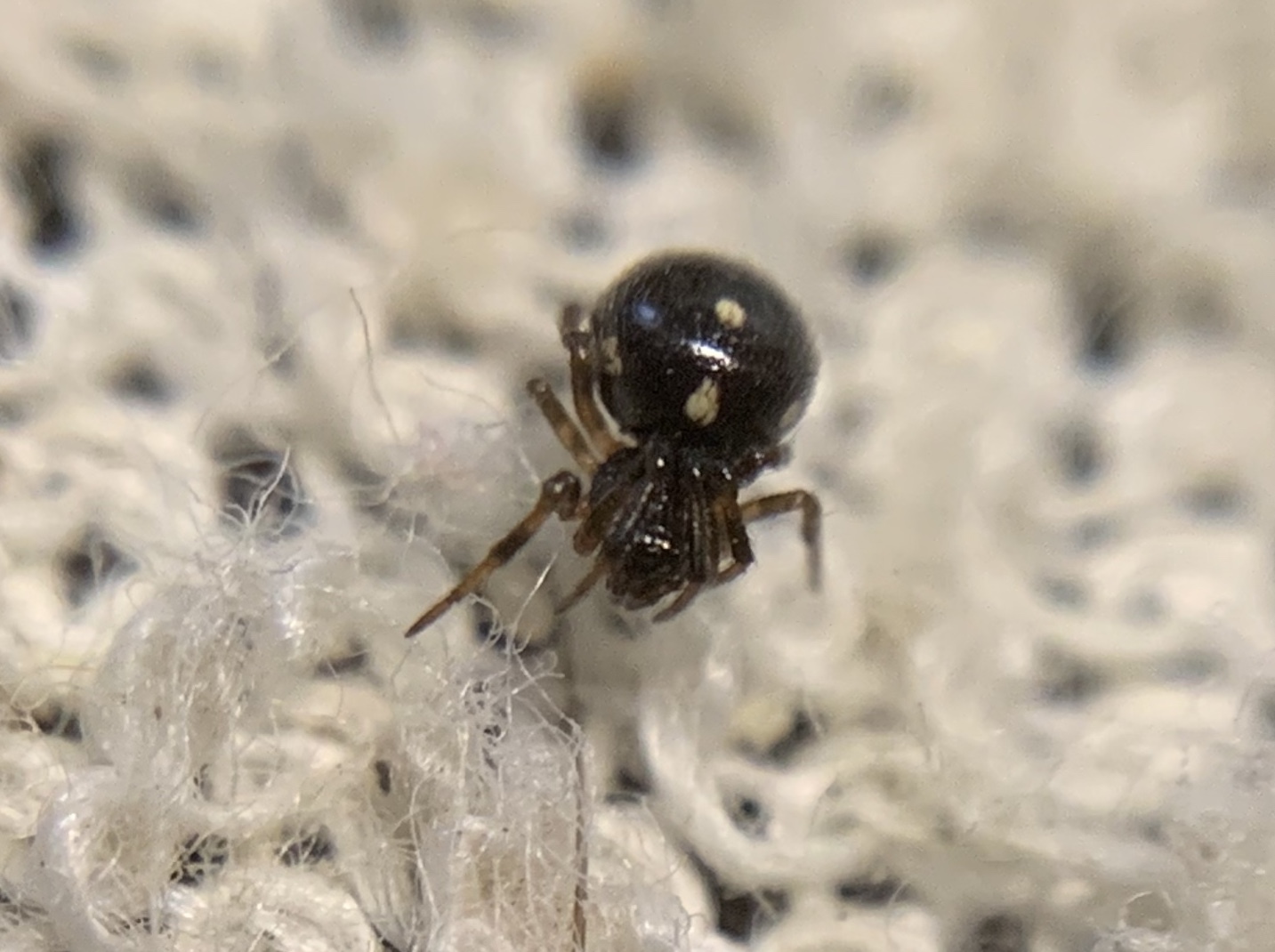 Crustulina guttata