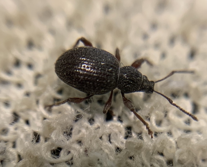 Otiorhynchus ovatus - apró gyalogormányos