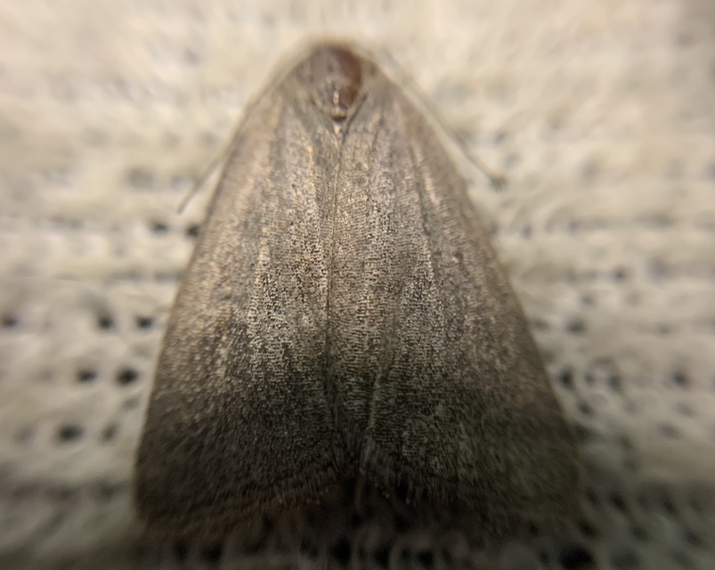 Acosmetia caliginosa - imolabagoly