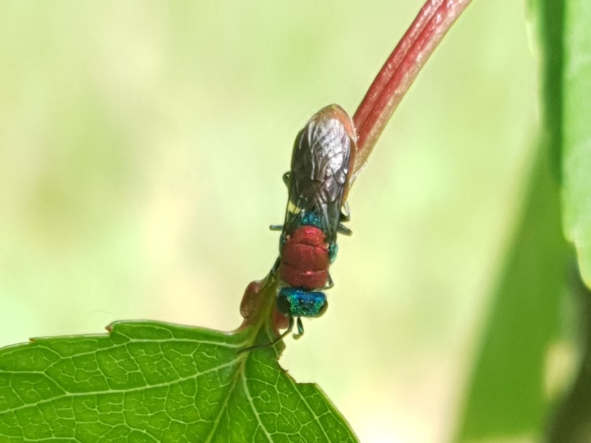 Chrysididae - fémdarazsak