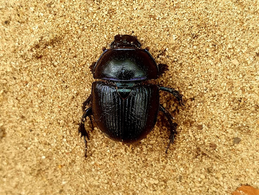 Anoplotrupes stercorosus - erdei álganéjtúró
