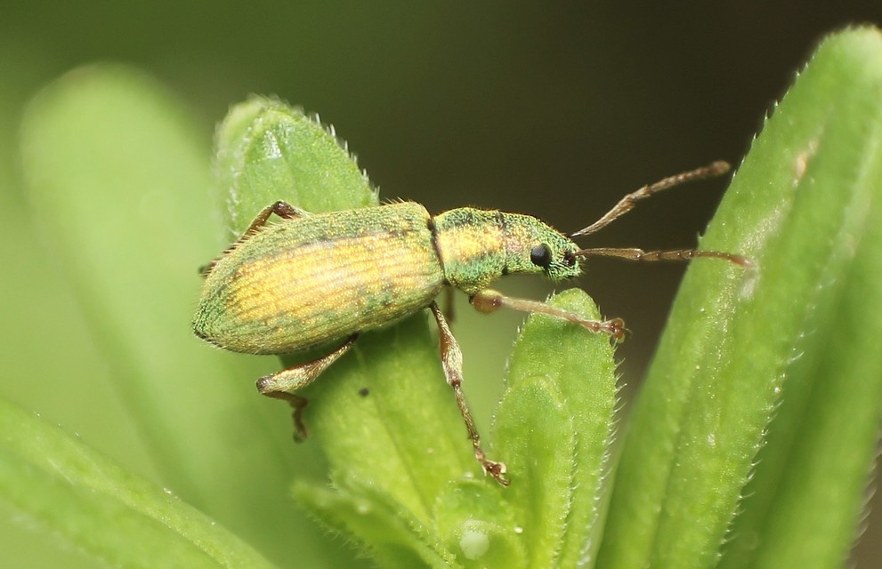 Phyllobius argentatus - ezüstös levélormányos