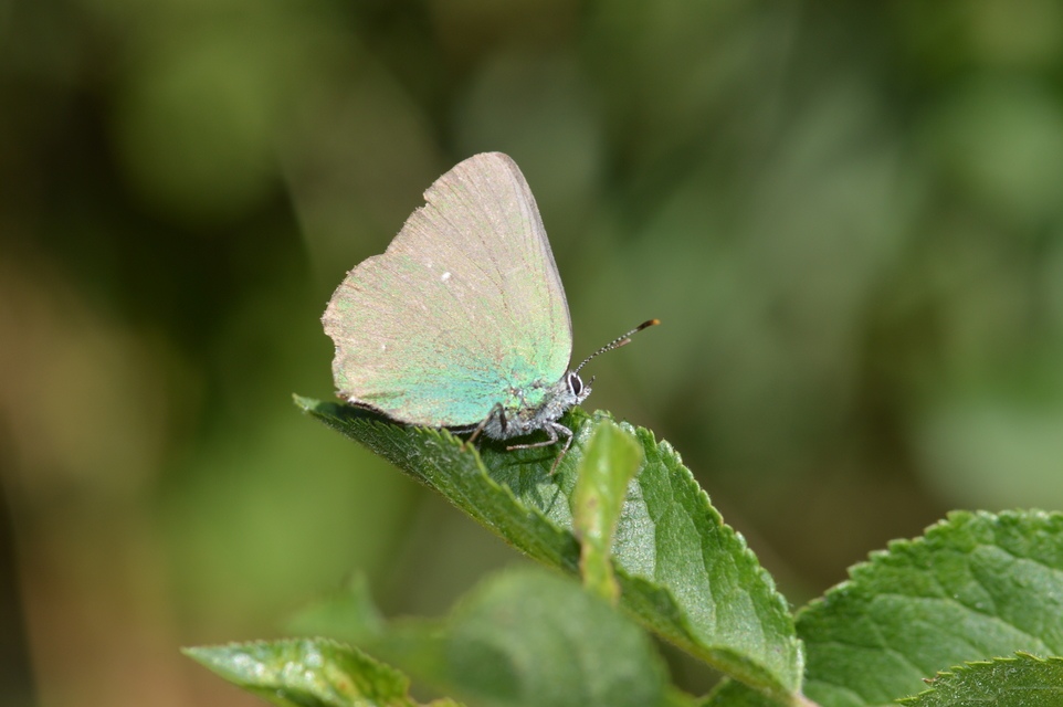 Callophrys rubi - zöldfonákú lepke
