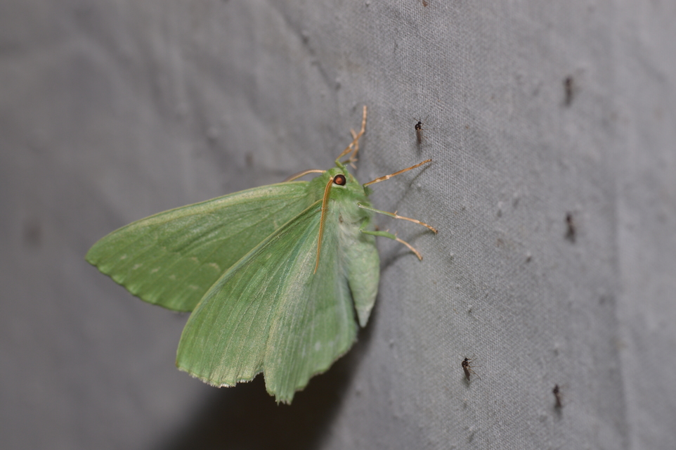 Geometra papilionaria - nagy zöldaraszoló