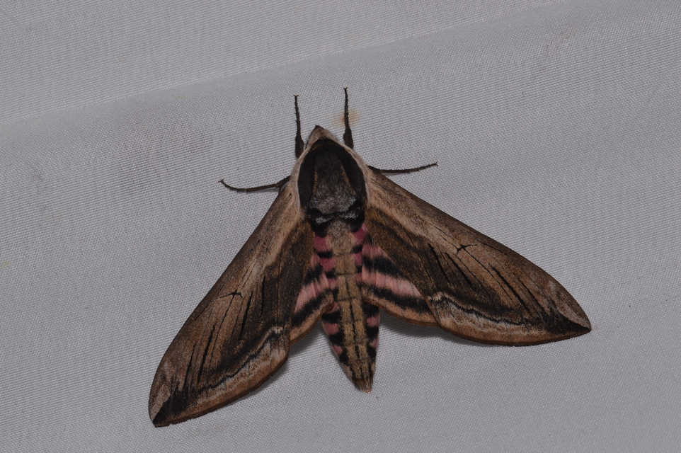 Sphinx ligustri - fagyalszender
