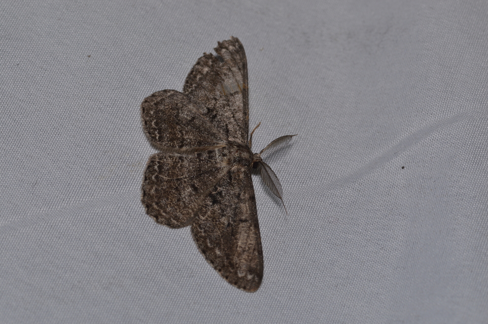 Hypomecis roboraria - nagy tölgyfaaraszoló