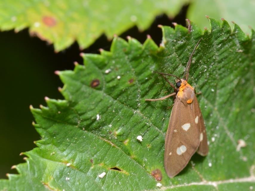 Dysauxes famula