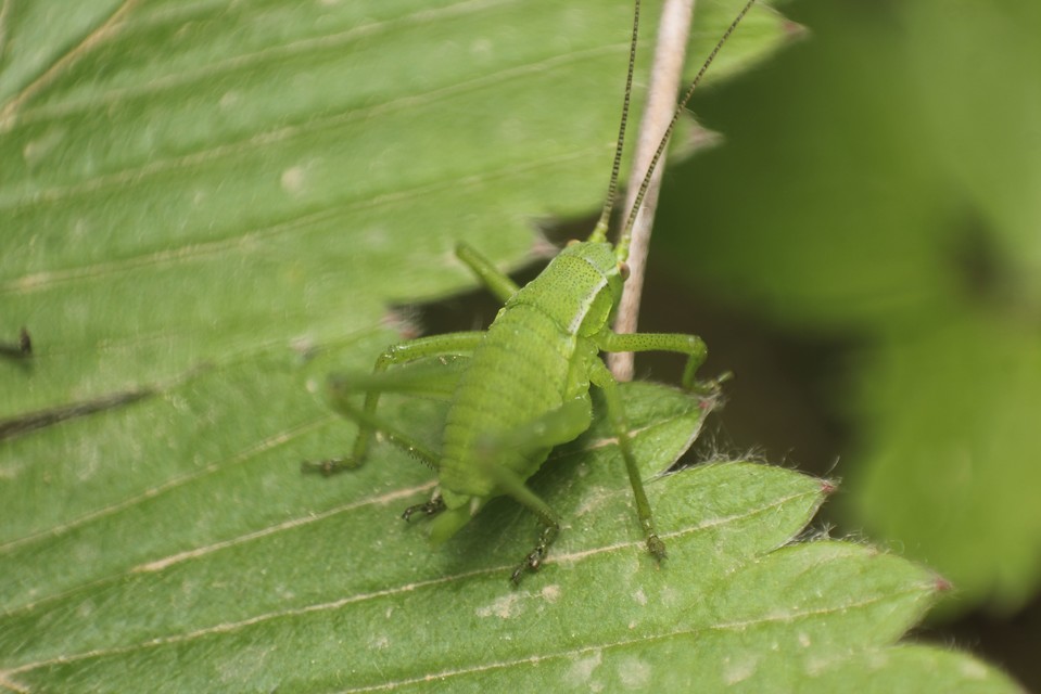 Isophya kraussii - erdei tarsza