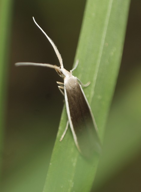 Coleophora albella - fehércsíkos zsákosmoly