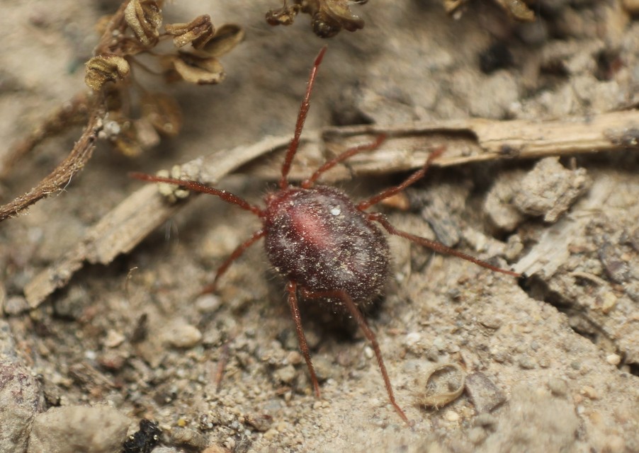 Erythraeus