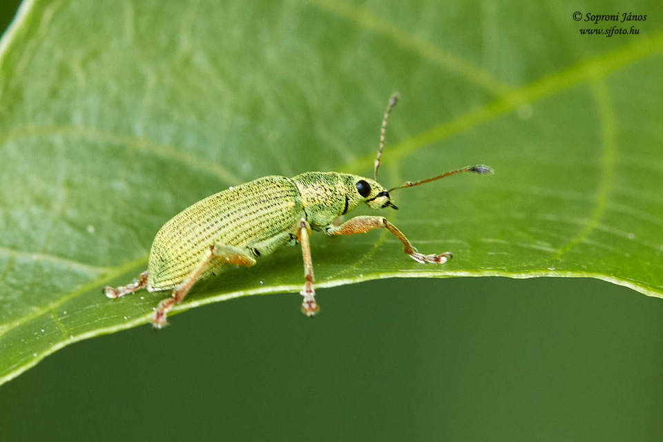 Polydrusus formosus - selymes lombormányos