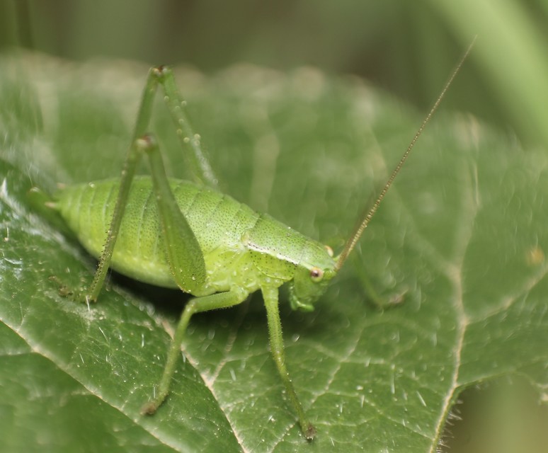 Isophya kraussii - erdei tarsza
