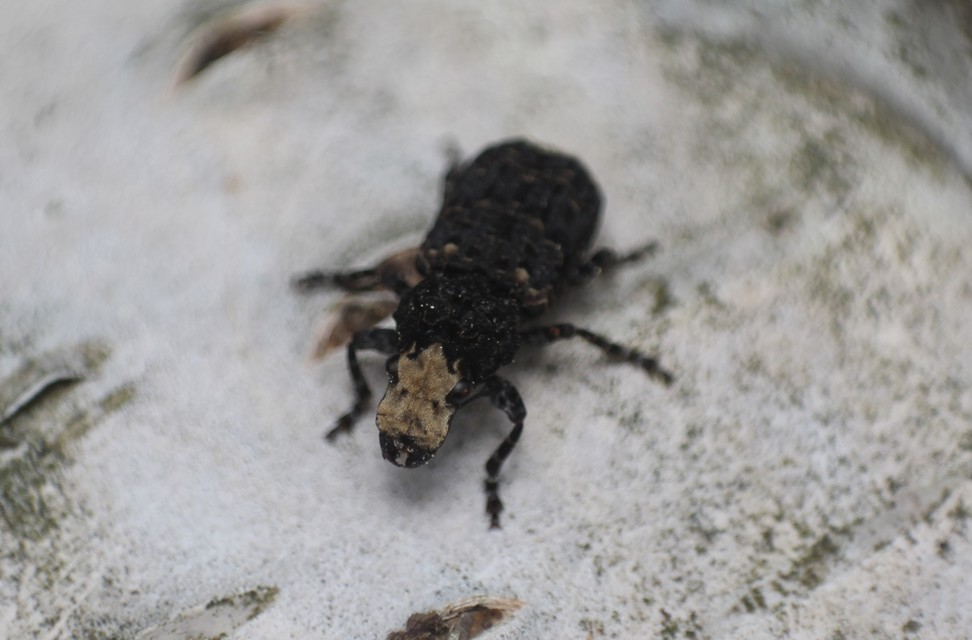 Platyrhinus resinosus - nagy orrosbogár