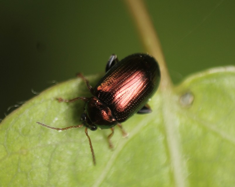 Crepidodera