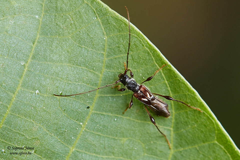 Molorchus minor - kis légycincér