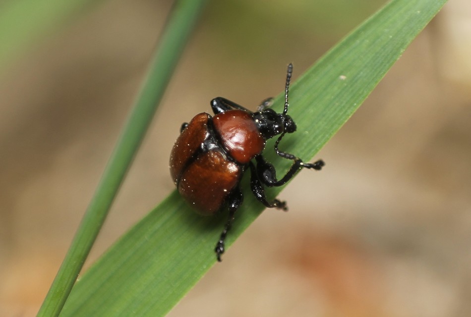 Attelabus nitens - tölgy-levélsodró
