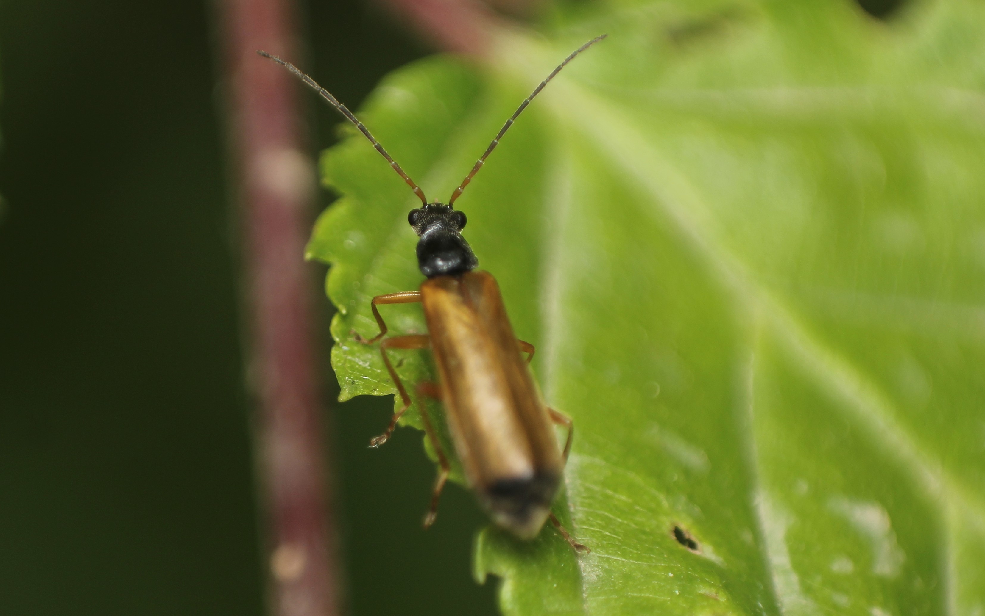 Rhagonycha lignosa - cserjés-lágybogár