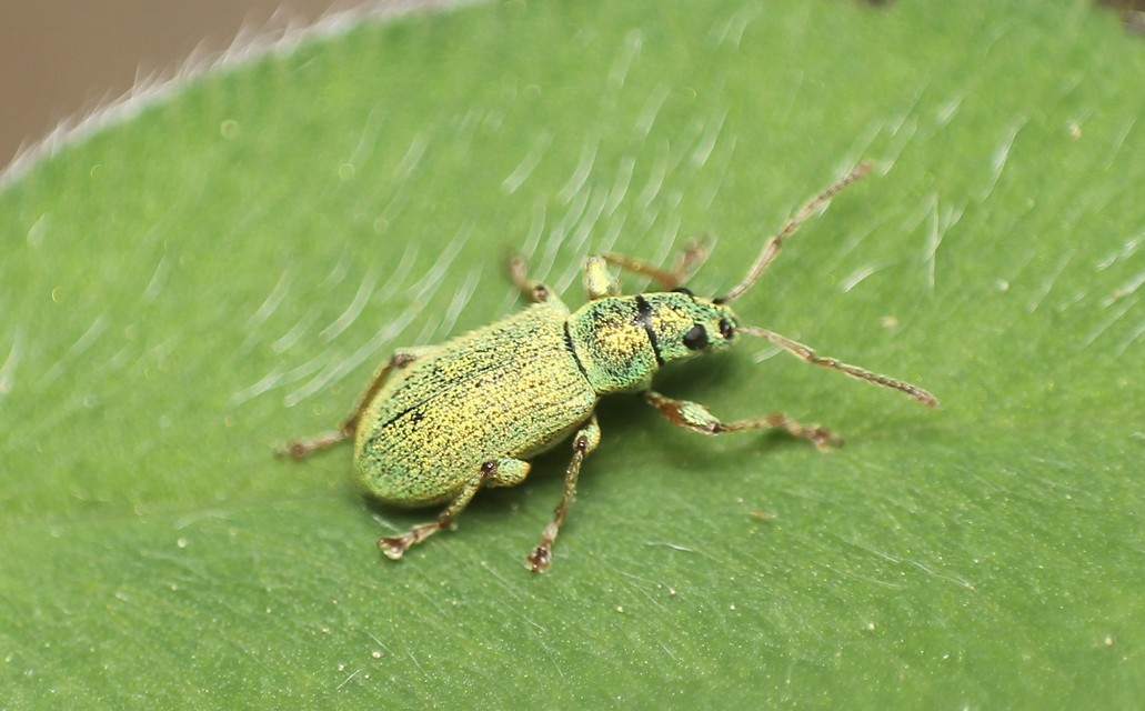 Phyllobius argentatus - ezüstös levélormányos