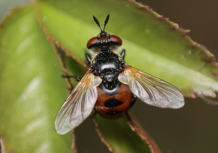 Gymnosoma
