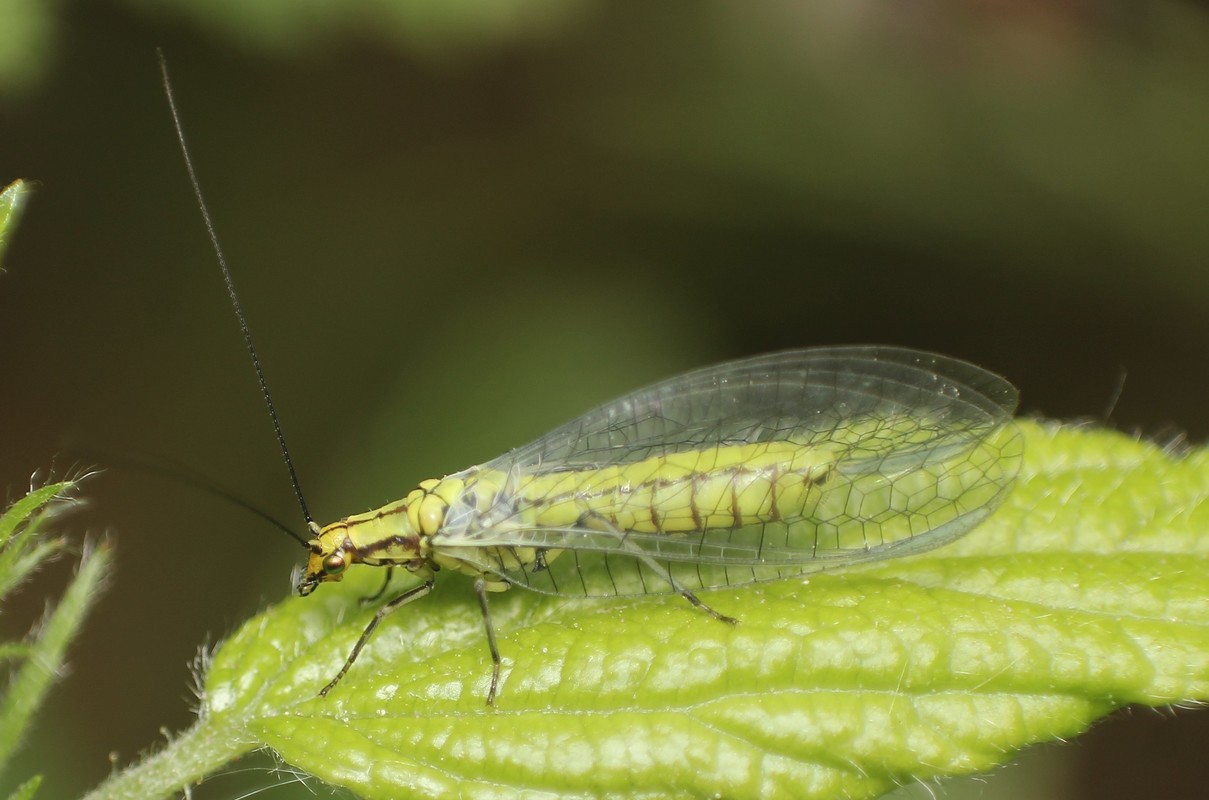 Hypochrysa elegans - csinos fátyolka
