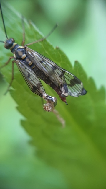 Panorpa vulgaris